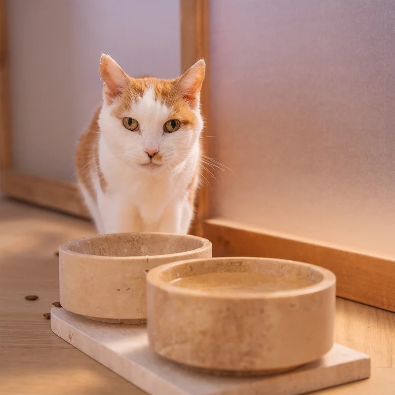 Orange-white cat next to travertine pet bowls (one with water) on wooden floor